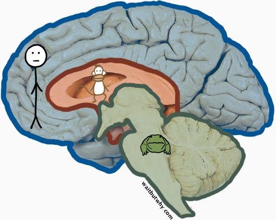 Old brain new brain