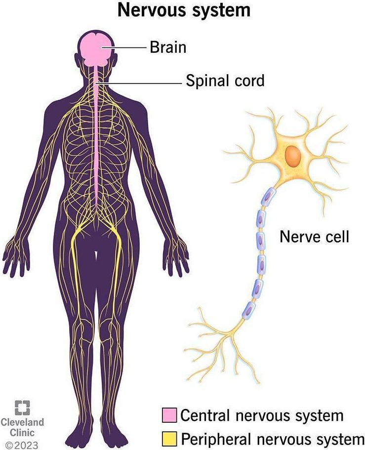 https://my.clevelandclinic.org/-/scassets/images/org/health/articles/21202-nervous-system