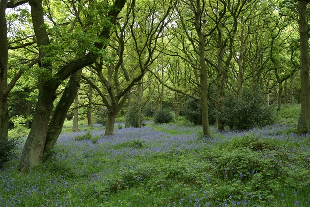A photo of bluebells growing in a woodland consisting of old, moss-covered trees.