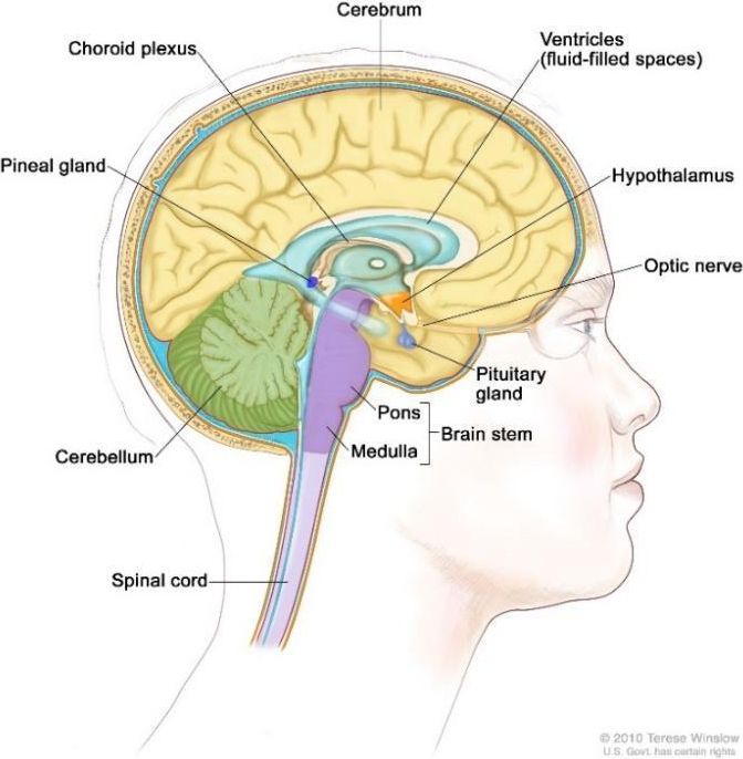 Definition of optic nerve - NCI Dictionary of Cancer Terms - NCI