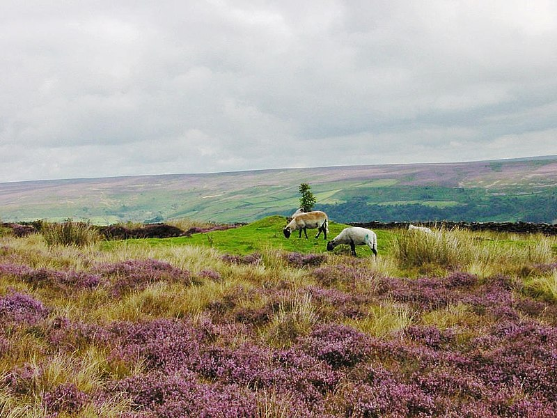 A photo of sheep grazing in moorland. The landscape shows a few gently sloping hills covered in striking purple heather flowers.