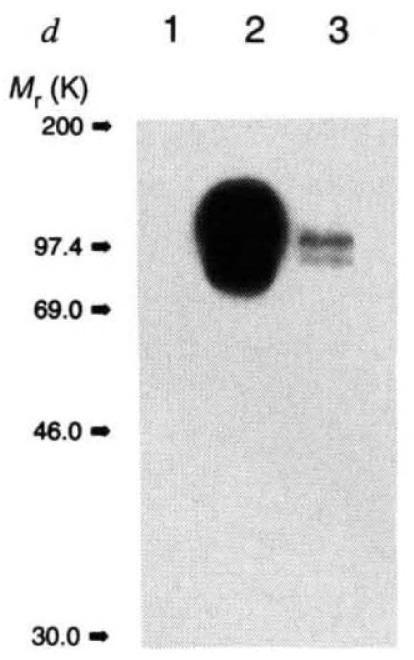 A close-up of a microscope slide
AI-generated content may be incorrect.